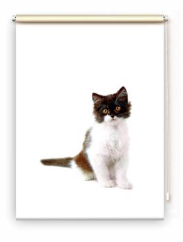 Rollo Felix Katzenbaby , Rollo, Motivrollo, Rollo mit Druck, Fotorollo, bedrucktes Rollo, Fensterrollo,verdunkelndes Rollo, Sonnenschutz Rollo